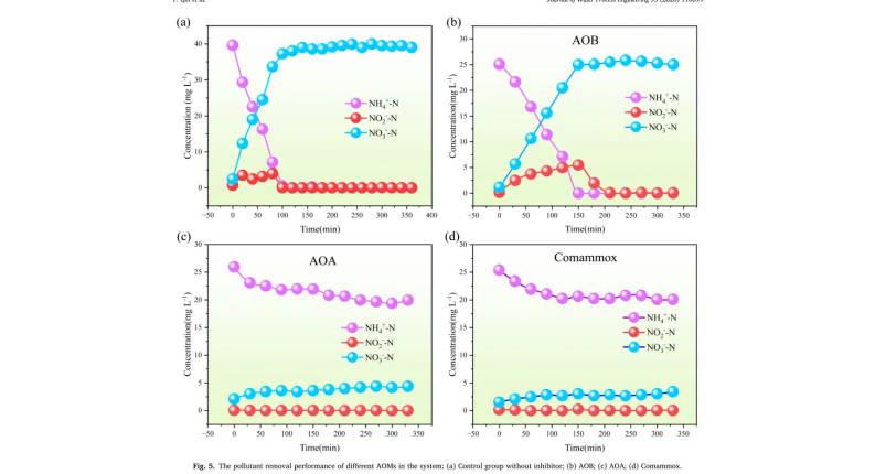 Rendimiento de eliminación de los distintos grupos de microorganismos amonio-oxidantes